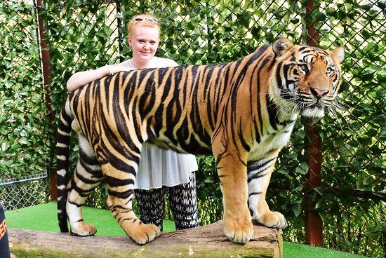 Tiger Kingdom Phuket